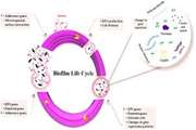 Targeting bacterial biofilm-related genes with nanoparticle-based strategies